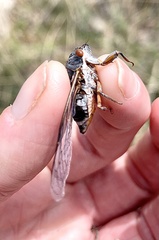 Hadoa chiricahua