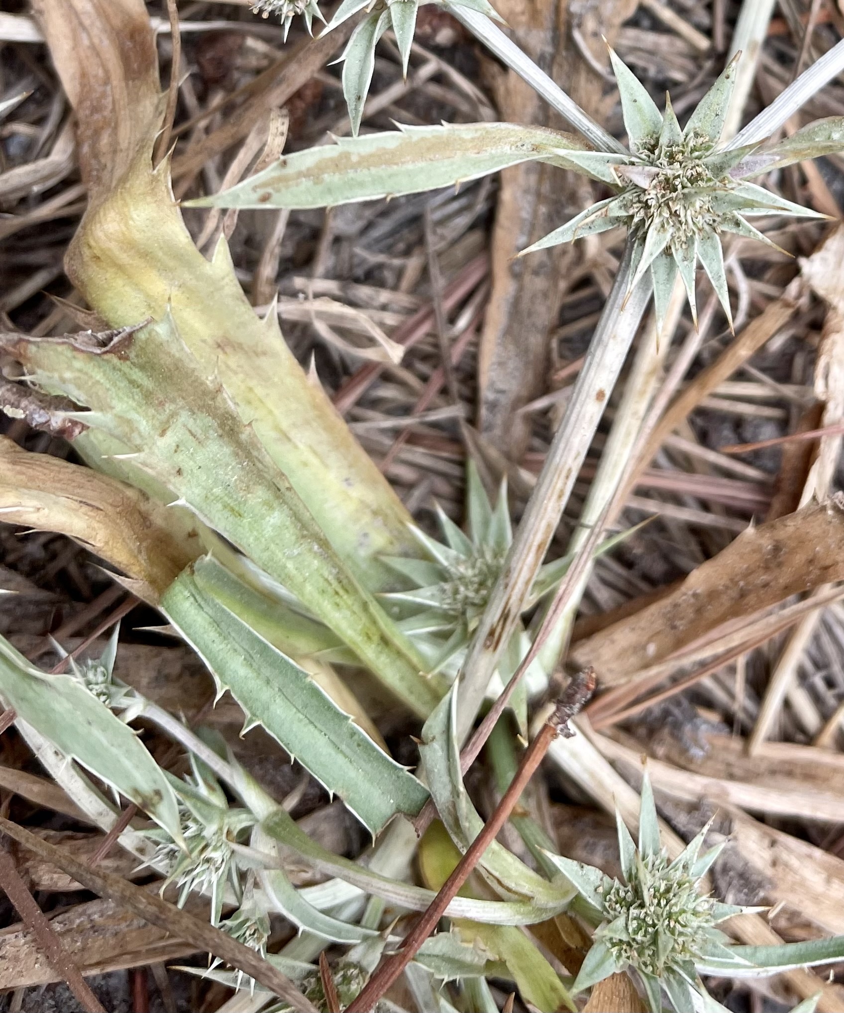 Eryngium armatum (S.Watson) J.M.Coult. & Rose