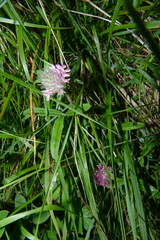 Trifolium alpestre