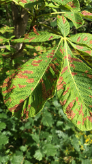 Cameraria ohridella