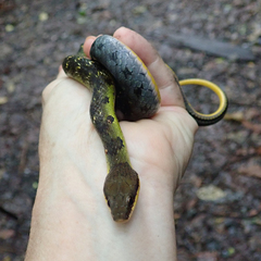Erythrolamprus epinephalus