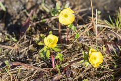 Ranunculus nivalis