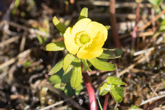 Ranunculus nivalis
