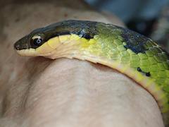 Erythrolamprus epinephalus