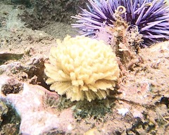 Eudistylia polymorpha