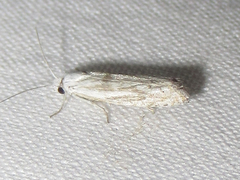 Eucosma pallidarcis