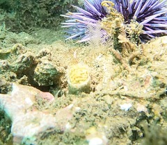 Eudistylia polymorpha