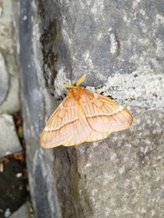 Lemaireodirphia lasiocampina