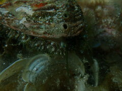 Haliotis tuberculata