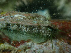 Haliotis tuberculata