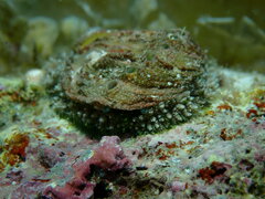 Haliotis tuberculata