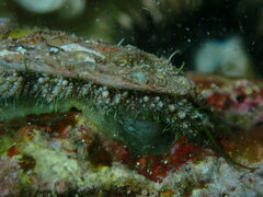 Haliotis tuberculata