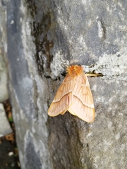 Lemaireodirphia lasiocampina