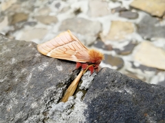 Lemaireodirphia lasiocampina