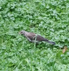 Turdus pilaris