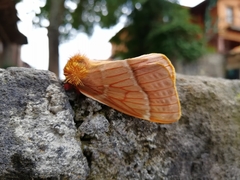 Lemaireodirphia lasiocampina