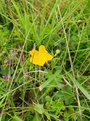 Ranunculus montanus