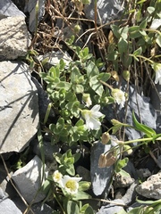 Cerastium latifolium