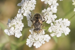 Eristalinus sepulchralis