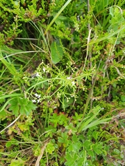 Galium anisophyllon