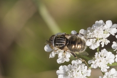 Eristalinus sepulchralis