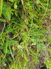 Galium anisophyllon