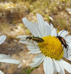 Chrysanthia geniculata
