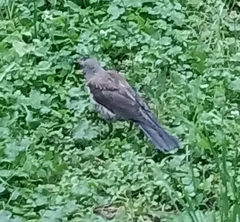 Turdus pilaris