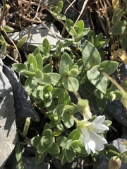 Cerastium latifolium