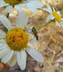 Chrysanthia geniculata