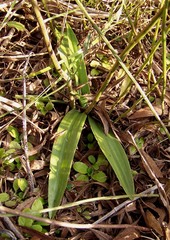 Chloraea membranacea