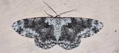 Lepidoptera