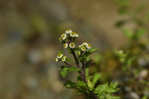 Dichrocephala benthamii