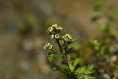 Dichrocephala benthamii