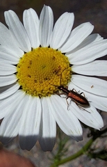 Chrysanthia geniculata