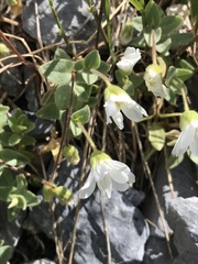 Cerastium latifolium