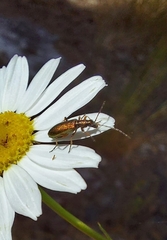 Chrysanthia geniculata