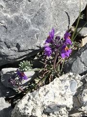 Linaria alpina alpina