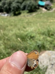 Coenonympha gardetta darwiniana