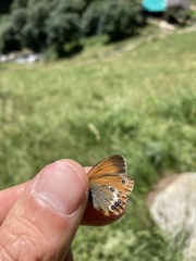 Coenonympha gardetta darwiniana