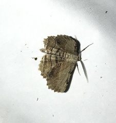 Lytrosis unitaria