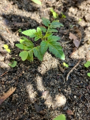 Solanum lycopersicum