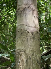 Aiphanes acanthophylla