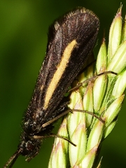Sericostoma