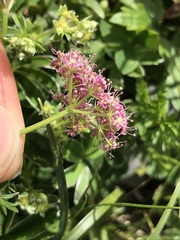 Mutellina purpurea