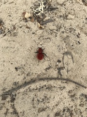 Dasymutilla flammifera