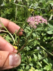 Mutellina purpurea