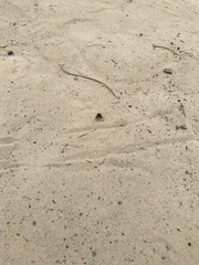 Dasymutilla flammifera