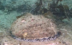 Haliotis corrugata