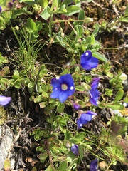 Veronica fruticans